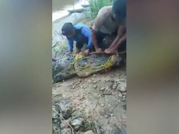 Capturan un gigantesco cocodrilo de 8 metros después de comerse vivo a un pescador
