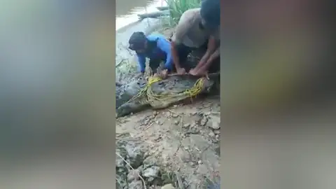 Capturan un gigantesco cocodrilo de 8 metros después de comerse vivo a un pescador Capturan un gigantesco cocodrilo de 8 metros después de comerse vivo a un pescador