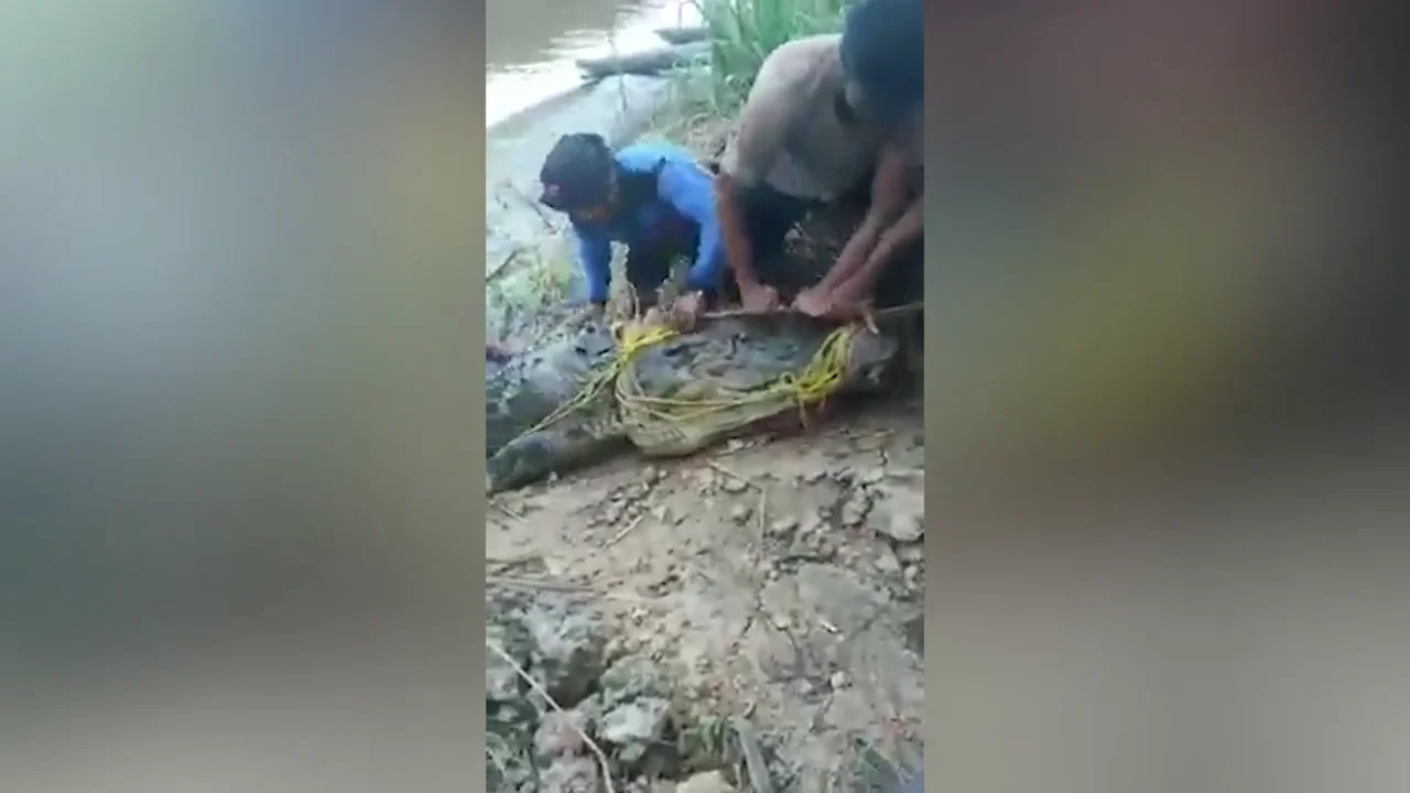 Capturan un gigantesco cocodrilo de 8 metros después de comerse vivo a un pescador