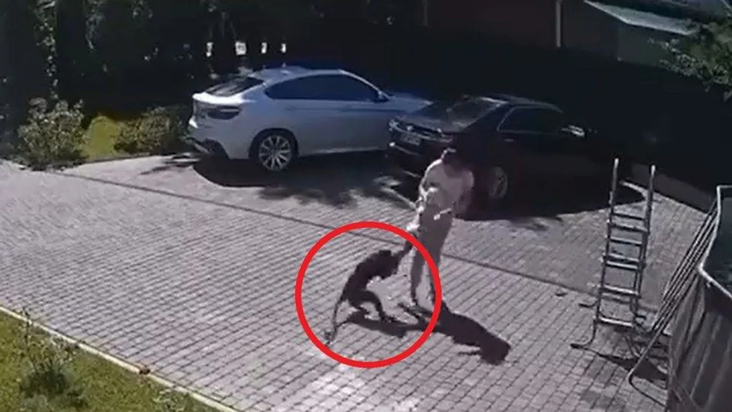 Un mono intenta robar a una niña de dos años Un mono intenta robar a una niña de dos años