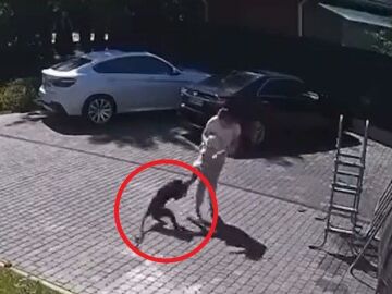 Un mono intenta robar a una niña de dos años