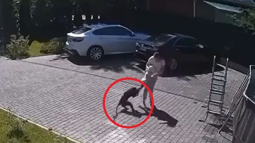 Un mono intenta robar a una ni&ntilde;a de dos a&ntilde;os