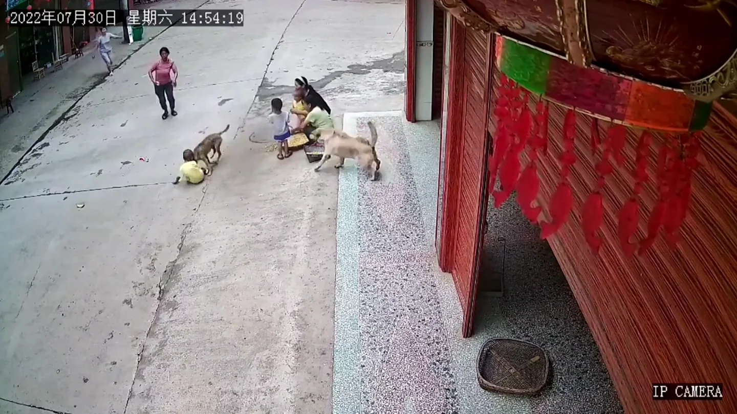 Un perro defiende al bebé de su dueño de otro perro agresivo Un perro defiende al bebé de su dueño de otro perro agresivo
