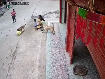 Un perro defiende al bebé de su dueño de otro perro agresivo