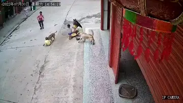 Un perro defiende al bebé de su dueño de otro perro agresivo