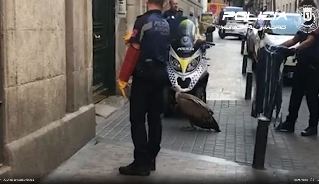 Rescatan a un buitre desorientado en pleno centro de Madrid