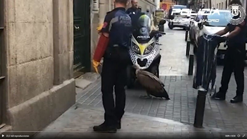 Rescatan a un buitre desorientado en pleno centro de Madrid