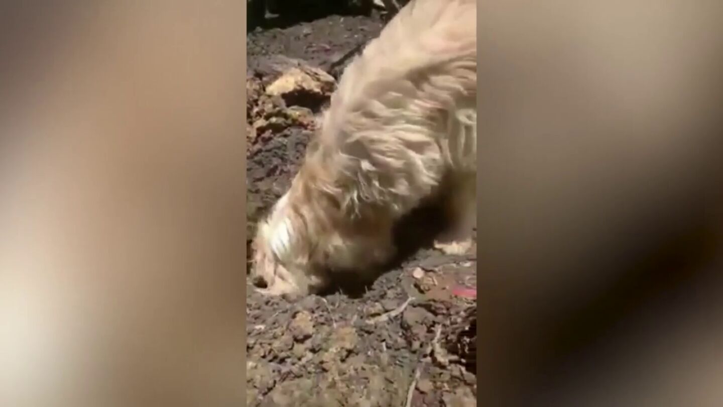 Momento desgarrador en que una perra desconsolada entierra a sus cachoros muertos