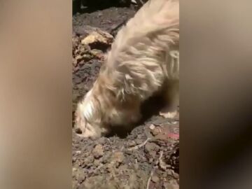 Momento desgarrador en que una perra desconsolada entierra a sus cachoros muertos