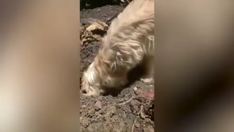 Momento desgarrador en que una perra desconsolada entierra a sus cachoros muertos Momento desgarrador en que una perra desconsolada entierra a sus cachoros muertos