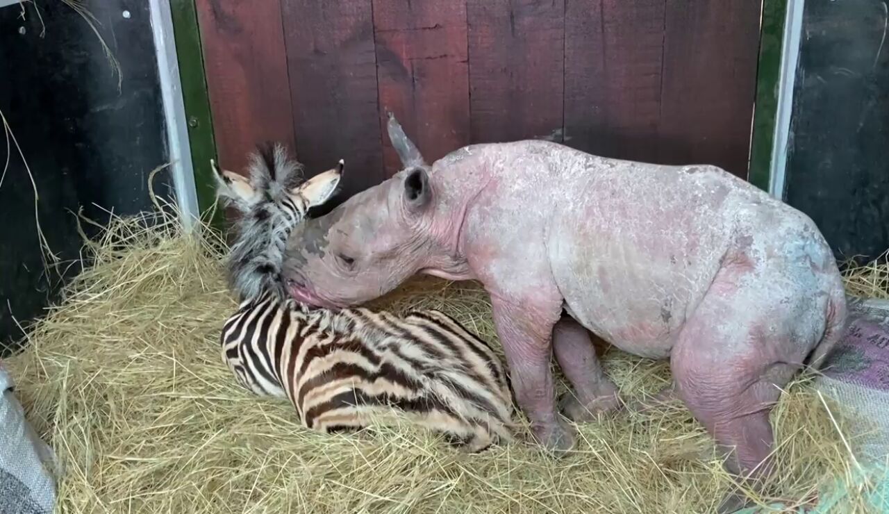 Una cebra y un rinoceronte huérfanos se convierten en mejores amigos