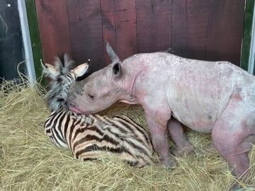 Una cebra y un rinoceronte huérfanos se convierten en mejores amigos