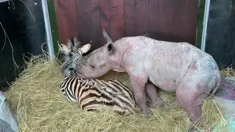 Una cebra y un rinoceronte huérfanos se convierten en mejores amigos Una cebra y un rinoceronte huérfanos se convierten en mejores amigos