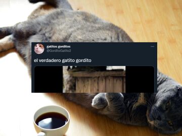 Twitter se ha paralizado ante la monería de los gatos de Pallas, demasiado adorables para no hacerse megavirales