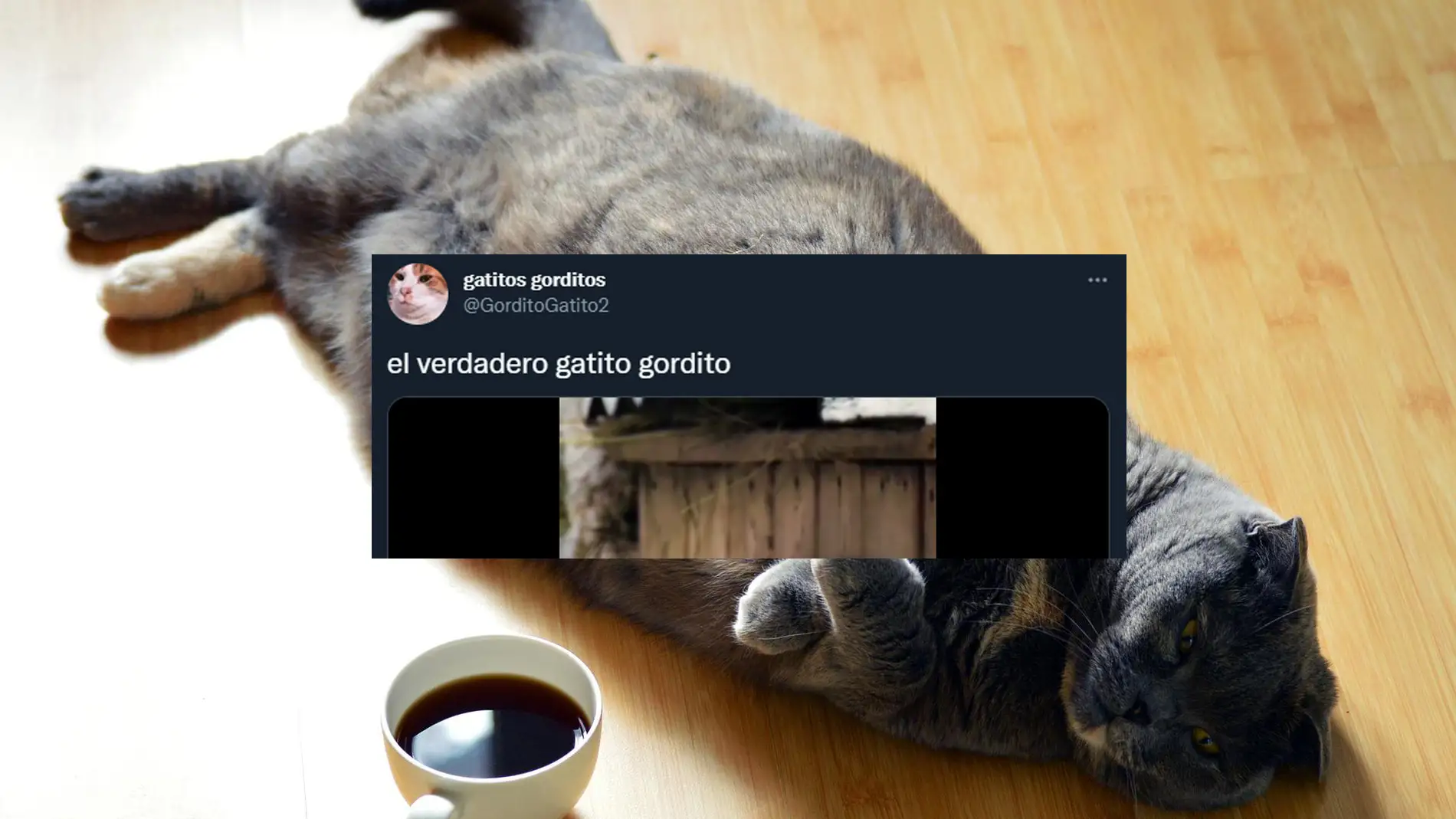 Twitter se ha paralizado ante la monería de los gatos de Pallas, demasiado adorables para no hacerse megavirales