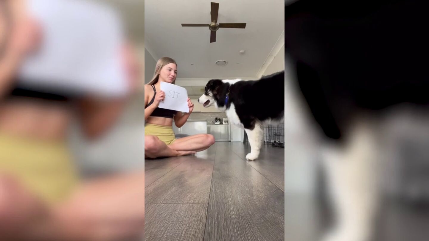 El incre&iacute;ble v&iacute;deo de un perro que sabe recibir ordenes escritas en un papel