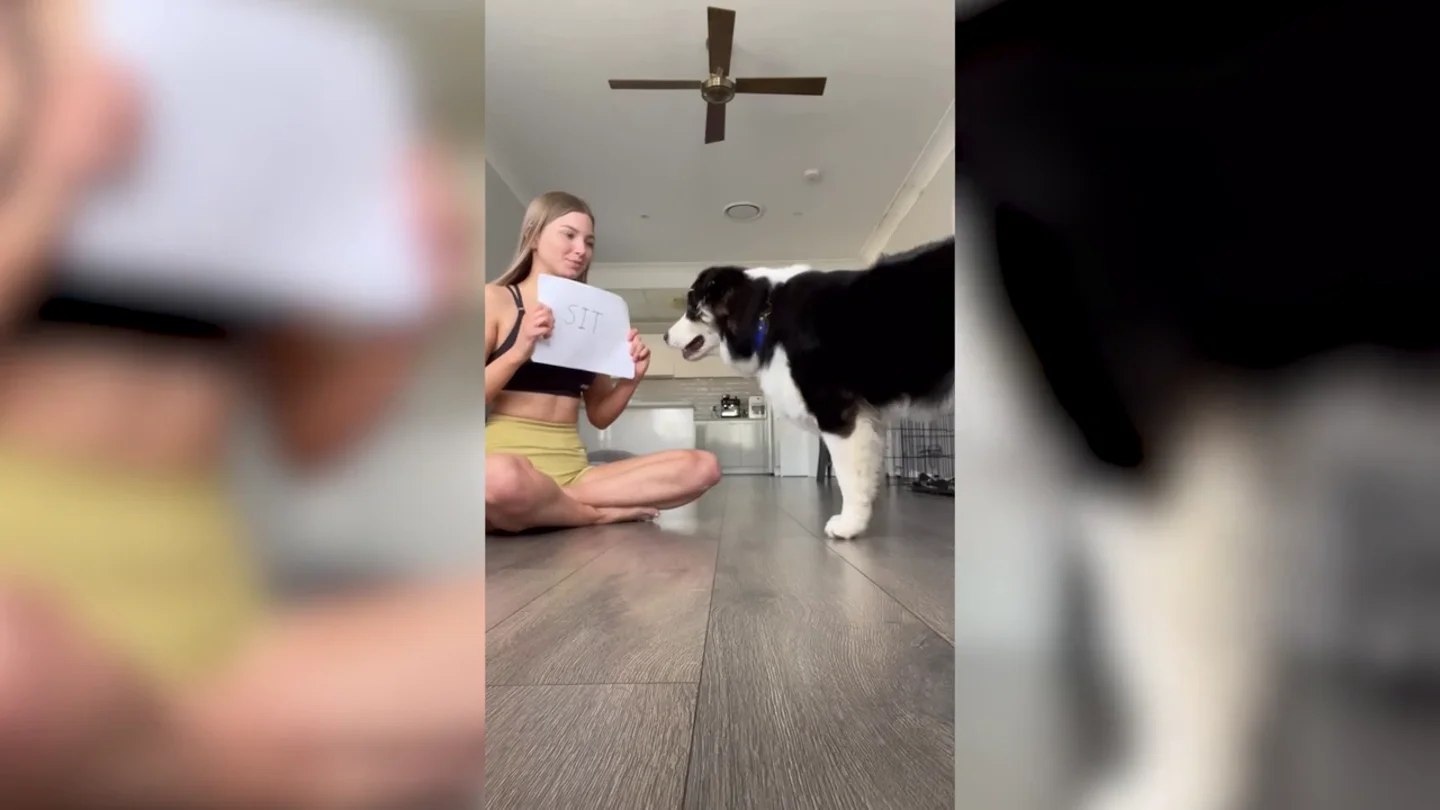 El increíble vídeo de un perro que sabe recibir ordenes escritas en un papel El increíble vídeo de un perro que sabe recibir ordenes escritas en un papel