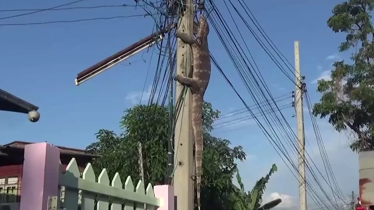 Un grupo de perros se enfrenta a un gigantesco lagarto en Tailandia Un grupo de perros se enfrenta a un gigantesco lagarto en Tailandia
