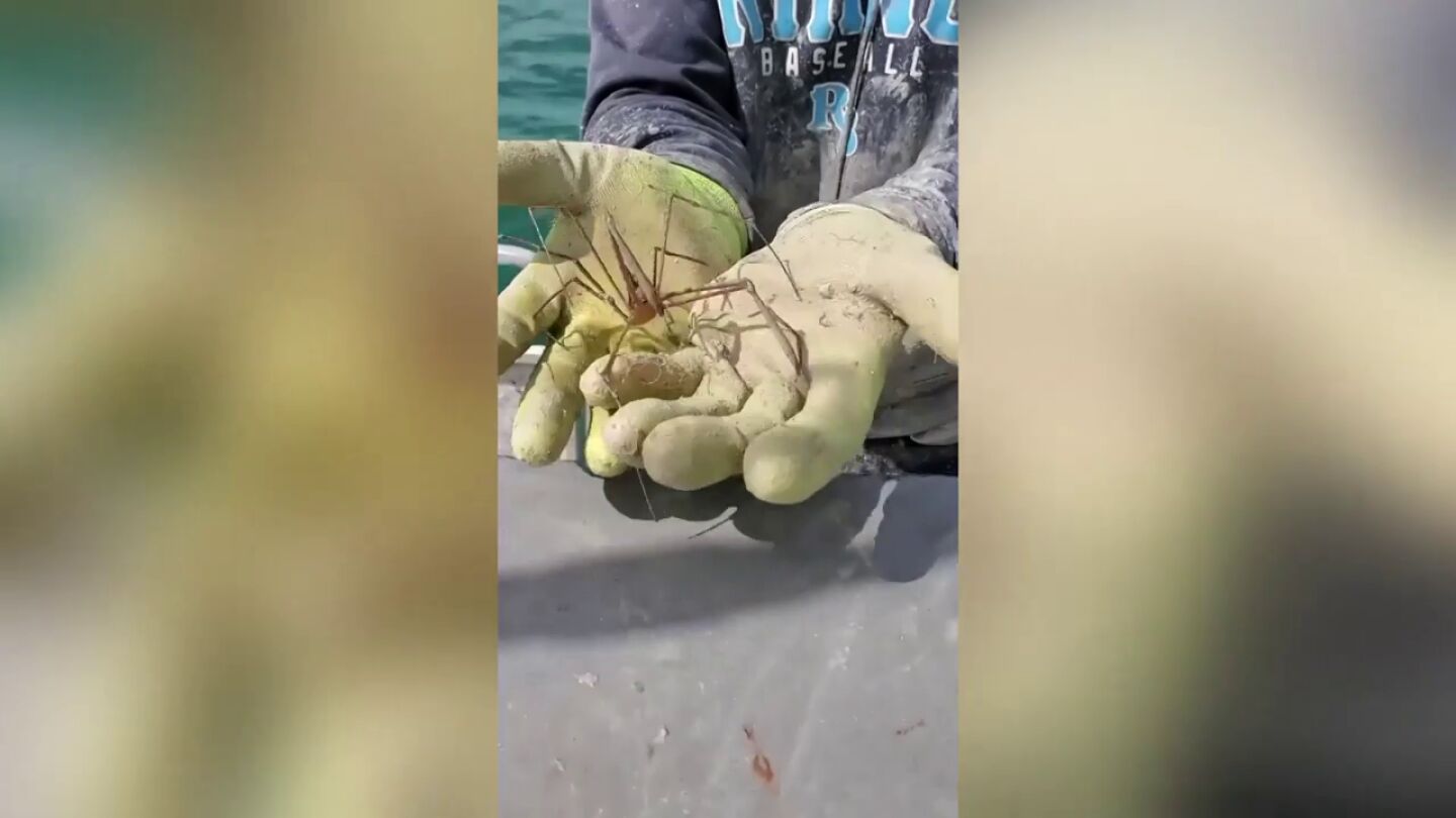 &iquest;Un cruce entre un pez y un loro? Un pescador captura incre&iacute;bles criaturas marinas en la costa de Florida