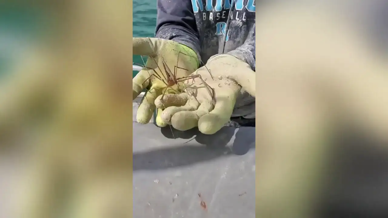 ¿Un cruce entre un pez y un loro? Un pescador captura increíbles criaturas marinas en la costa de Florida