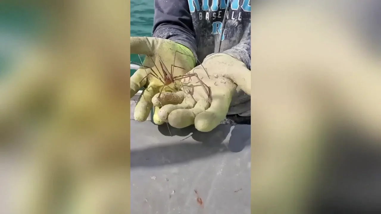 &iquest;Un cruce entre un pez y un loro? Un pescador captura incre&iacute;bles criaturas marinas en la costa de Florida