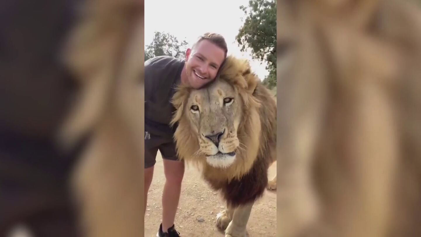 La historia de Shandor Larenty, el cuidador de animales que convive con leones
