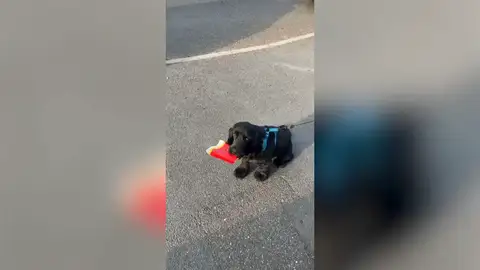Este perro se toma tan en serio que hay que reciclar que esto es lo que hace durante sus paseos Este perro se toma tan en serio que hay que reciclar que esto es lo que hace durante sus paseos