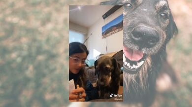 El gracioso vídeo de un perro que repasa con su dueña la lista de invitados de su cumpleaños