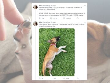 "Me están devolviendo a una perrita porque se hace pis de emoción": El tuit de una chica que ha indignado en redes