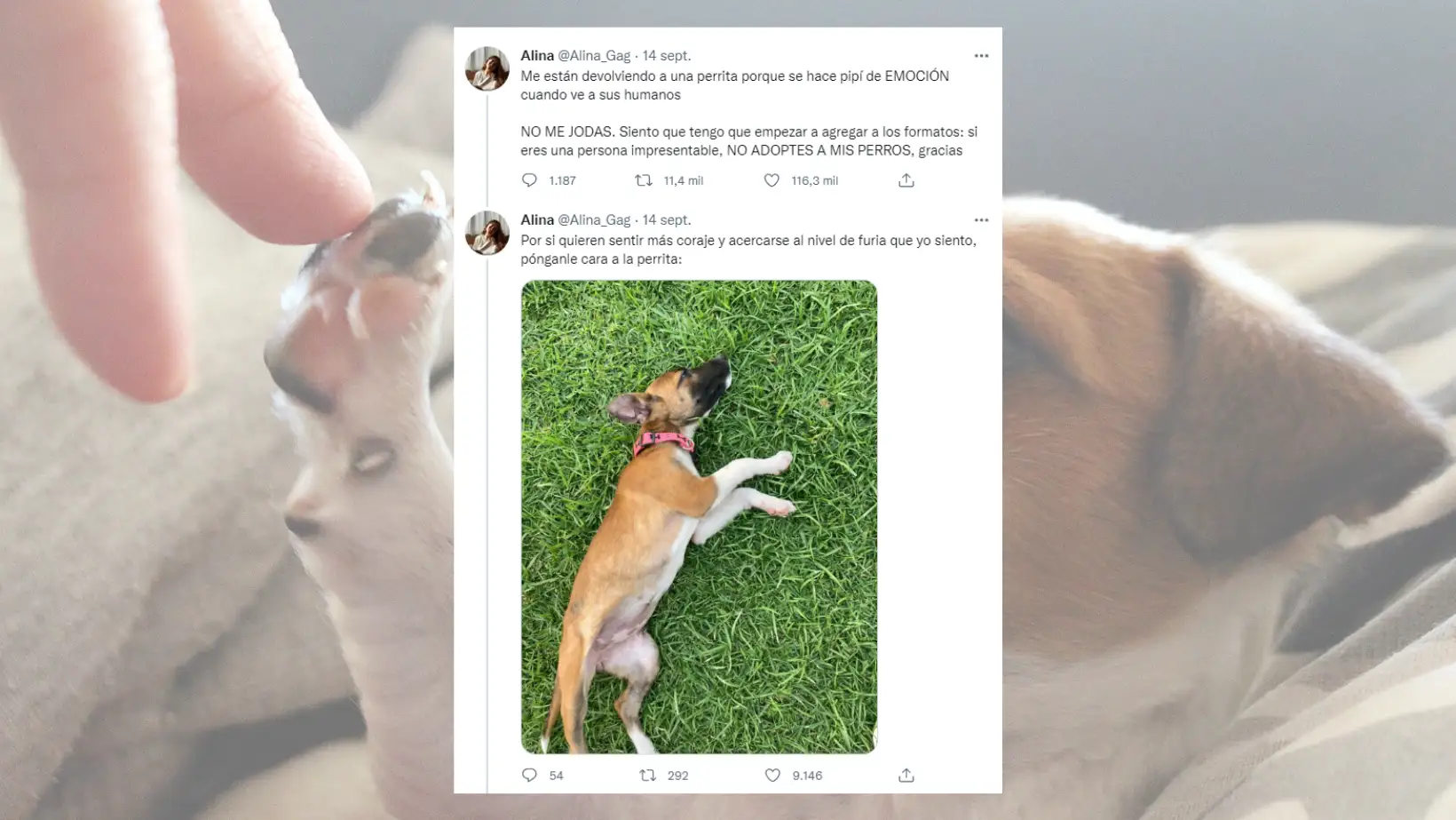 "Me están devolviendo a una perrita porque se hace pis de emoción": El tuit de una chica que ha indignado en redes