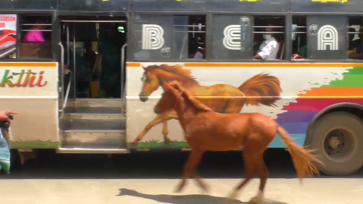 El conmovedor momento en que un potro persigue un autob&uacute;s con la imagen de un caballo pensando que es su madre