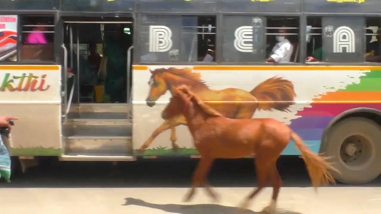 El conmovedor momento en que un potro persigue un autobús con la imagen de un caballo pensando que es su madre