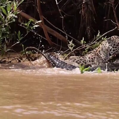 El impactante momento en que un jaguar caza y devora a un caimán gigantesco