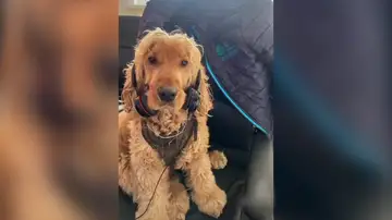 Un adorable perro se recupera completamente después de quedar paralizado
