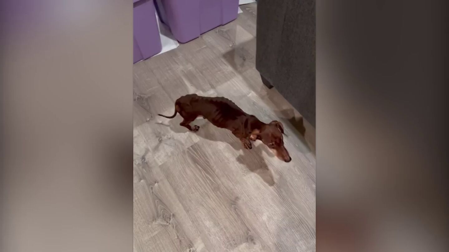 Tiraron a este perro salchicha a la basura y ahora es feliz con su nueva familia