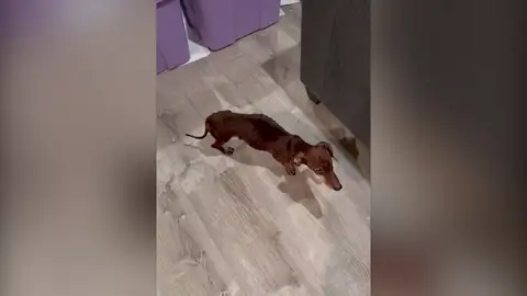 Tiraron a este perro salchicha a la basura y ahora es feliz con su nueva familia Tiraron a este perro salchicha a la basura y ahora es feliz con su nueva familia