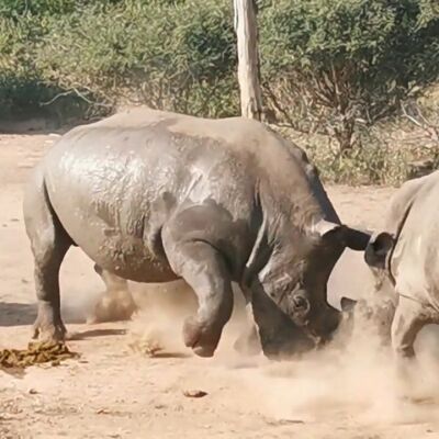 Una valiente madre rinoceronte se enfrenta cuerno a cuerno con un macho que trataba de atacar a su cría