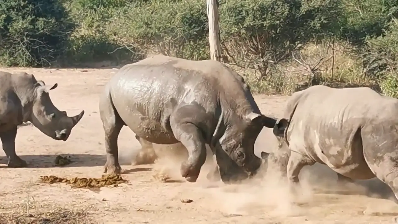 Una valiente madre rinoceronte se enfrenta cuerno a cuerno con un macho que trataba de atacar a su cría