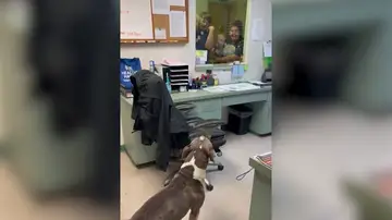 El emotivo momento en que un perro se reune con su familia tras estar un año perdido