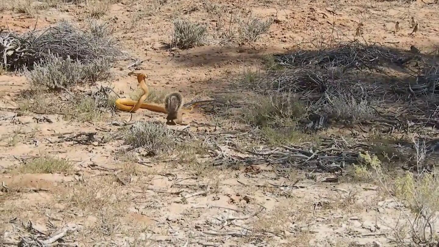 Una ardilla intr&eacute;pida se defiende del ataque mortal de una serpiente venenosa en Sud&aacute;frica