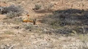 Una ardilla intrépida se defiende del ataque mortal de una serpiente venenosa en Sudáfrica