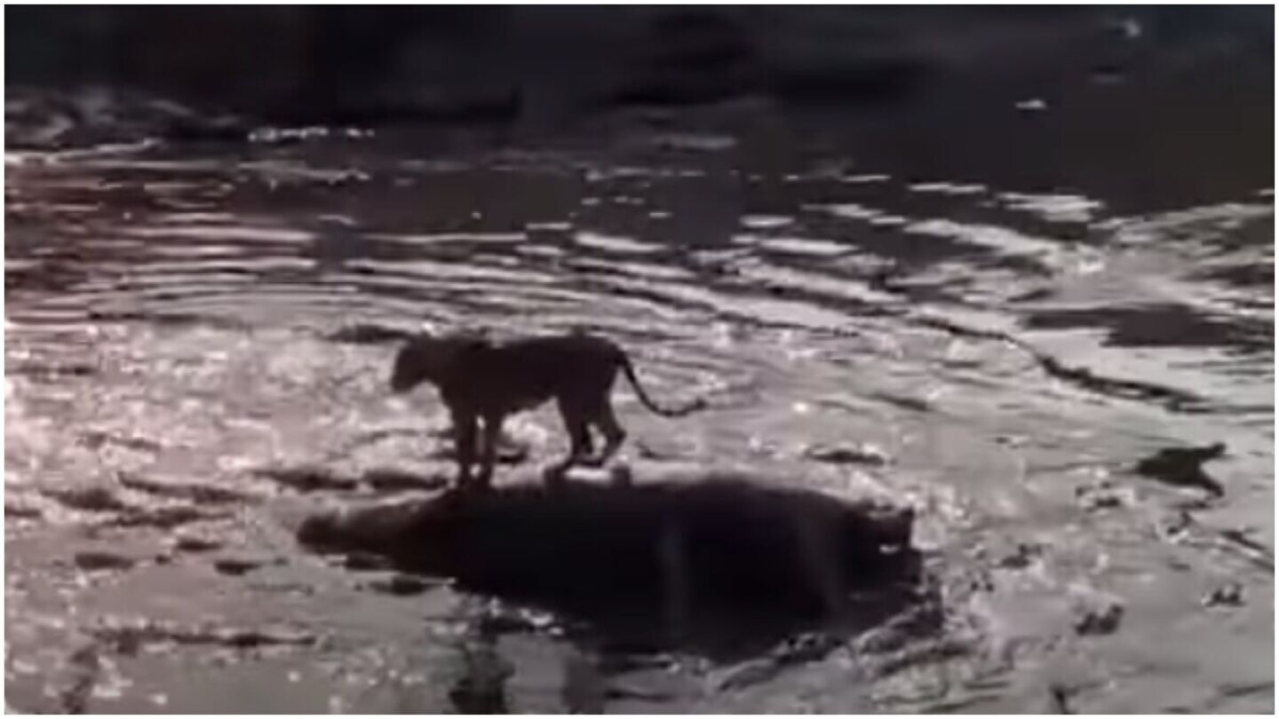 Un león subido en un hipopótamo muerto