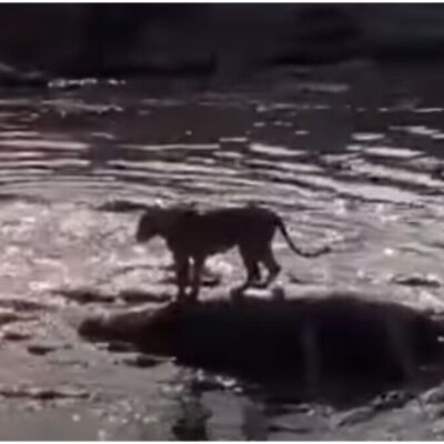 Un león subido en un hipopótamo muerto