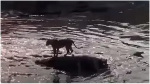 Un león subido en un hipopótamo muerto Un león subido en un hipopótamo muerto