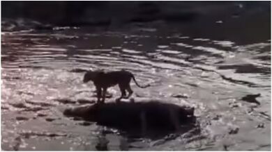 Un león varado encima del cadáver de un hipopótamo escapa a través de aguas infestadas de cocodrilos
