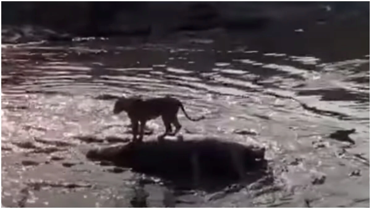Un le&oacute;n subido en un hipop&oacute;tamo muerto
