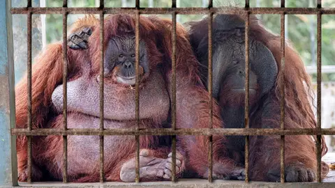 Orangutanes encerrados en zoo de Filipinas Orangutanes encerrados en zoo de Filipinas
