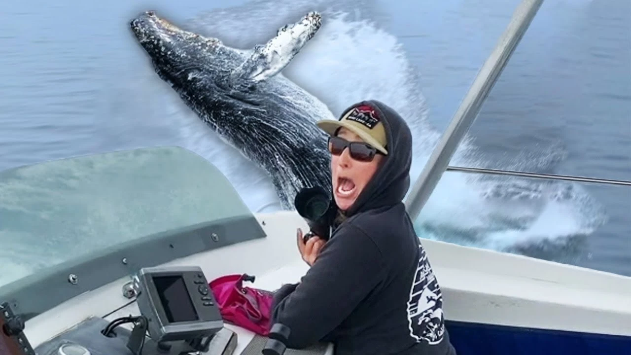 Capturan el intimidante salto de una ballena en primer plano