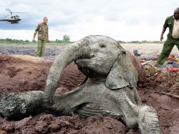Elefantes atrapados en el barro