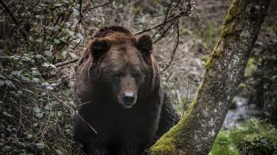 La brutal pelea entre un escalador y un oso en una montaña de Japón